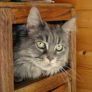 Cat Profile: Maine Coon - Concord Veterinary Hospital