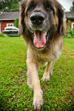 Leonberger big dogs best sale