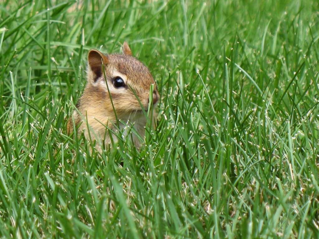 Chipmunk Spies - Concord Veterinary Hospital, Vets Near Concord