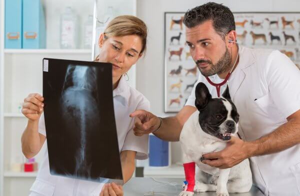 How Modern X-Rays, Scans, And Ultrasounds Can Save Your Pet’s Life