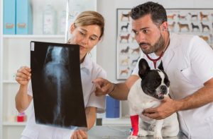 Discover how we use modern imaging techniques in our veterinary clinic to save pets’ lives.