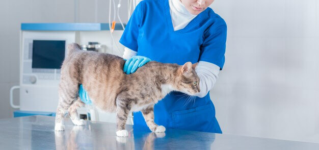 Important Things to Know During Your Pet’s Health Check-Up