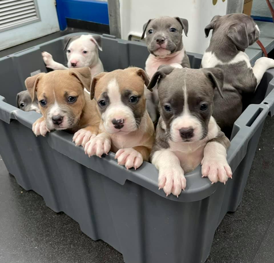 Puppy Preschool - Concord Veterinary Hospital