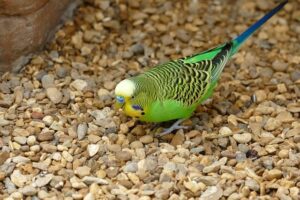 To fact of bush budgies feeding