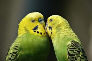 budgerigars in the wild