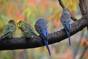 budgies in the wild