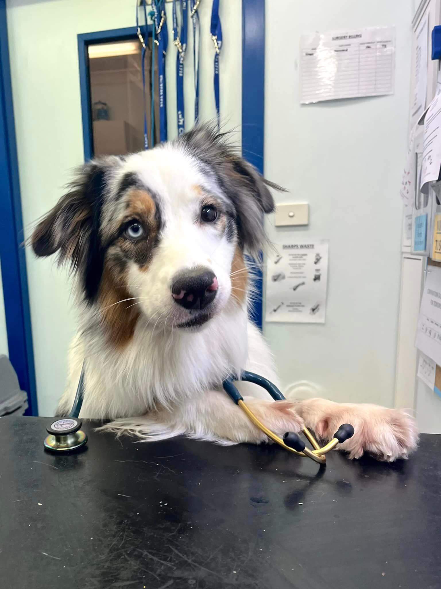 Dog Oral Hygiene Sydney Concord Veterinary Hospital