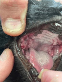 Importance Of Dog Teeth Cleaning In Sydney Concord Veterinary Hospital