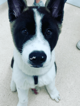 Puppy Preschool Sydney Nurturing Young Paws In A Social Learning Environment Concord Veterinary Hospital