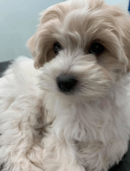 Puppy Preschool Sydney Nurturing Young Paws In A Social Learning Environment Concord Veterinary Hospital