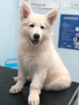 Puppy Preschool Sydney Nurturing Young Paws In A Social Learning Environment Concord Veterinary Hospital