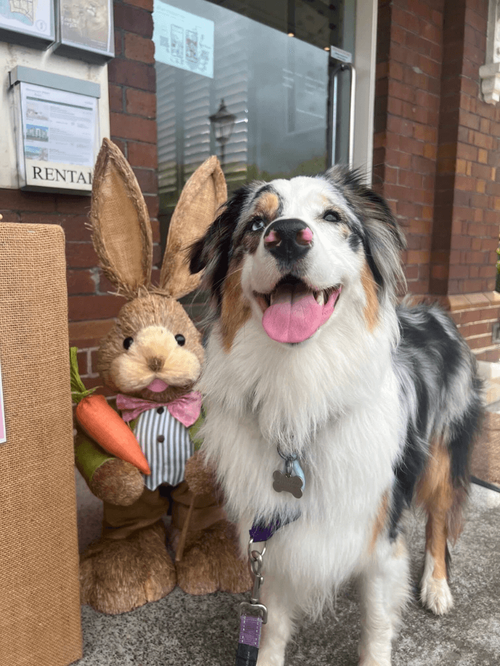 Sydney Vet Hospital Concord Veterinary Hospital